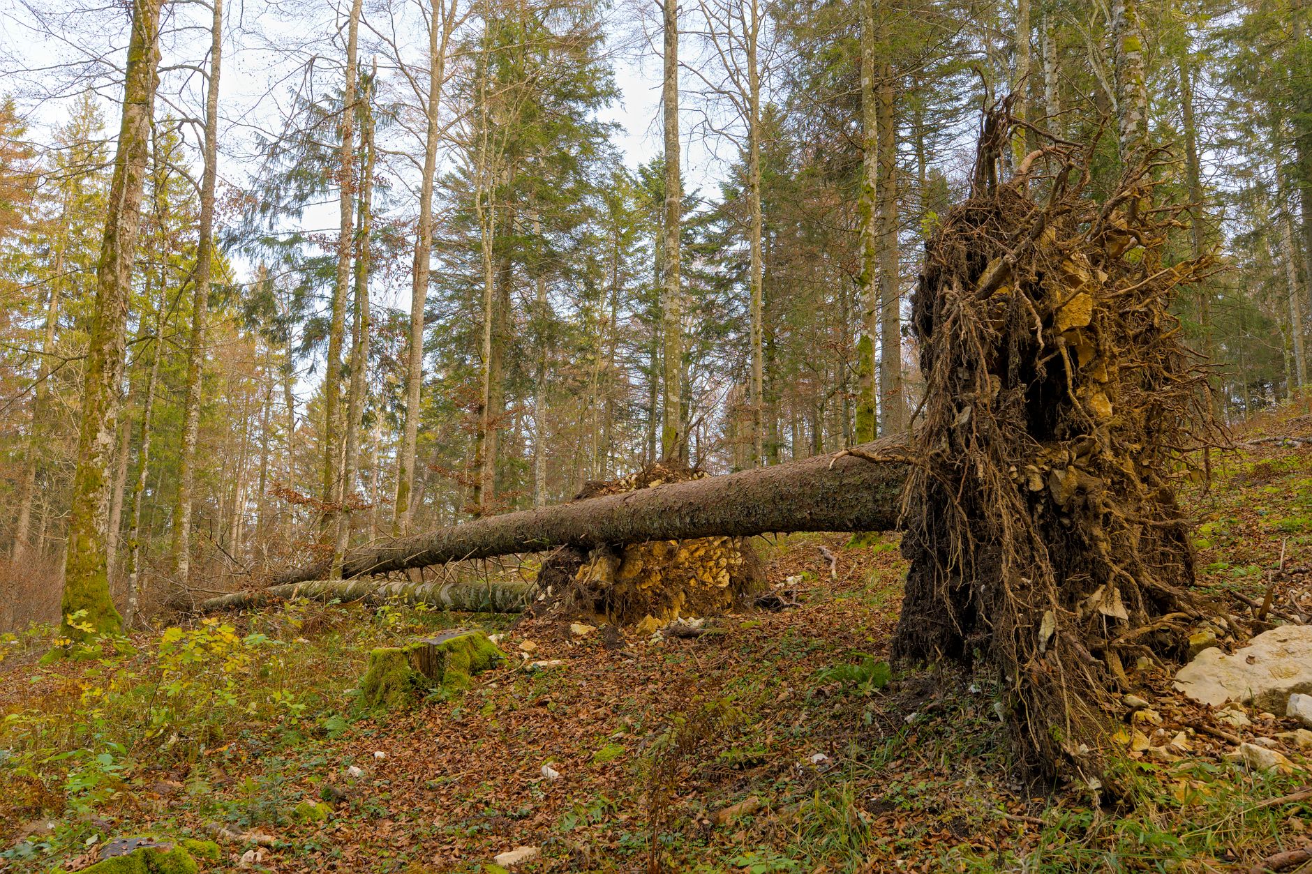 Enlèvement arbre urgence Halluin